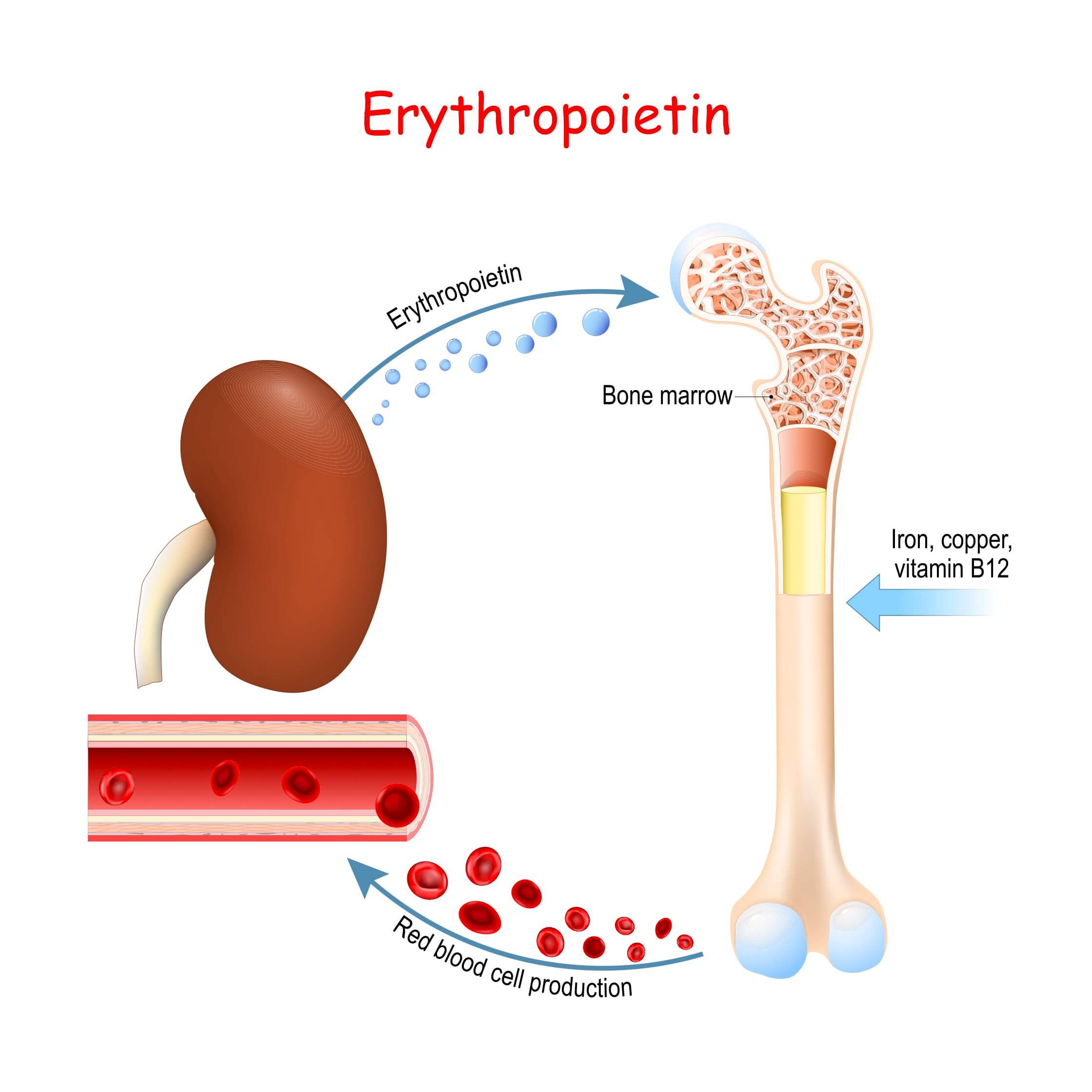 Erythropoietin triggers the creation of red blood cells in the bone marrow.