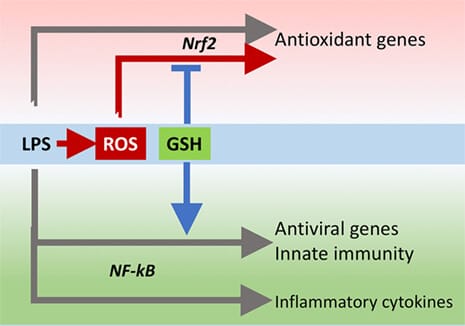 Glutathione fine-tunes the innate immune response toward antiviral pathways.