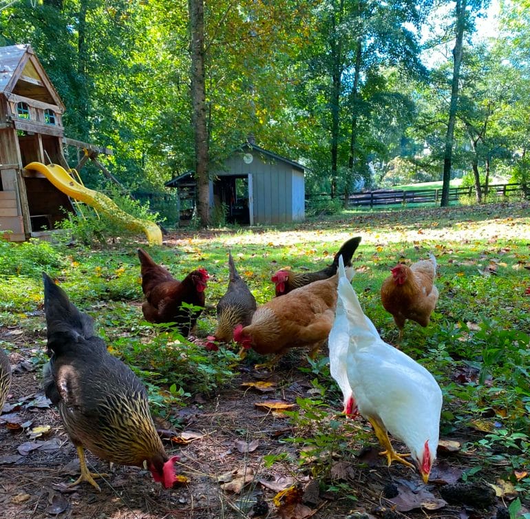 Our chickens love foraging for grubs and insects in our backyard.