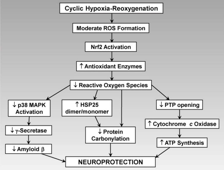 Neuroprotective effects of intermittent hypoxia training.