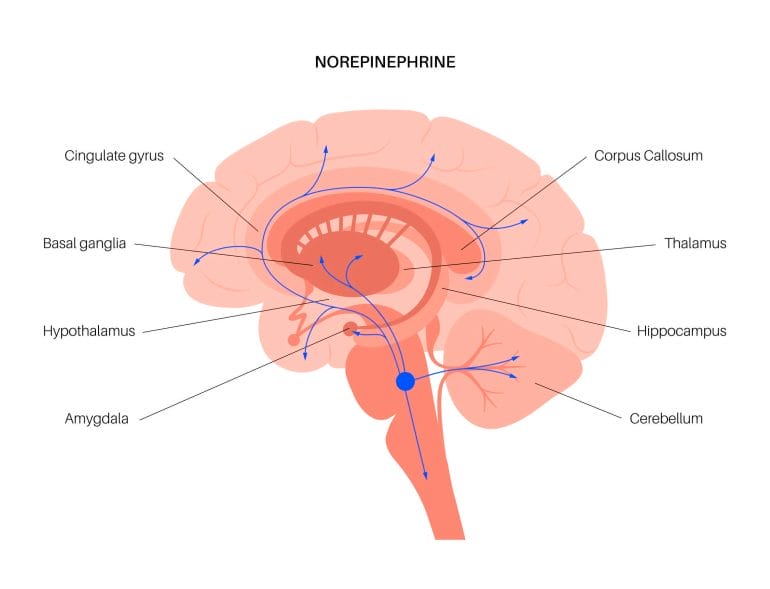 Norepinephrine pathways in the brain.