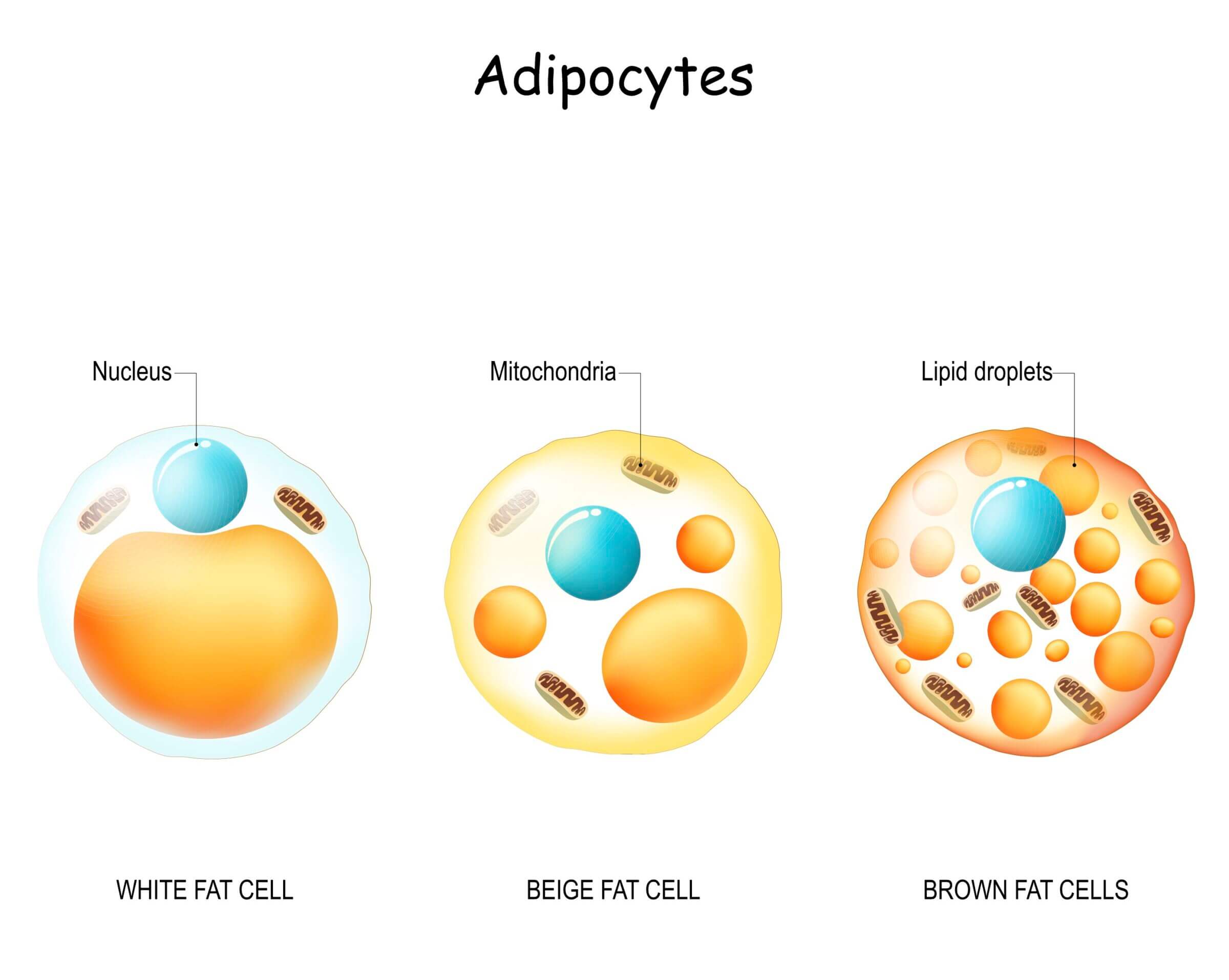 Brown fat cells have more mitochondria to produce energy than other types of adiose tissue.