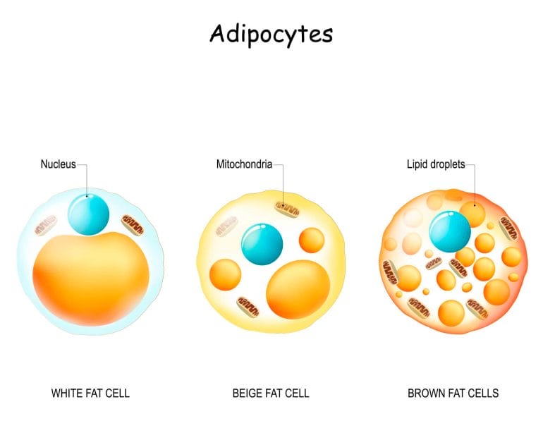 Brown fat cells have more mitochondria to produce energy than other types of adiose tissue.