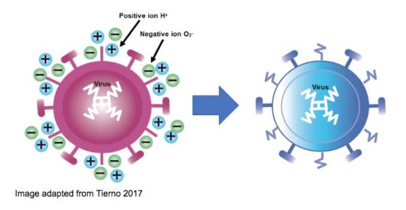 Negative ions like to steal the positively-charged hydrogen atoms from germs.