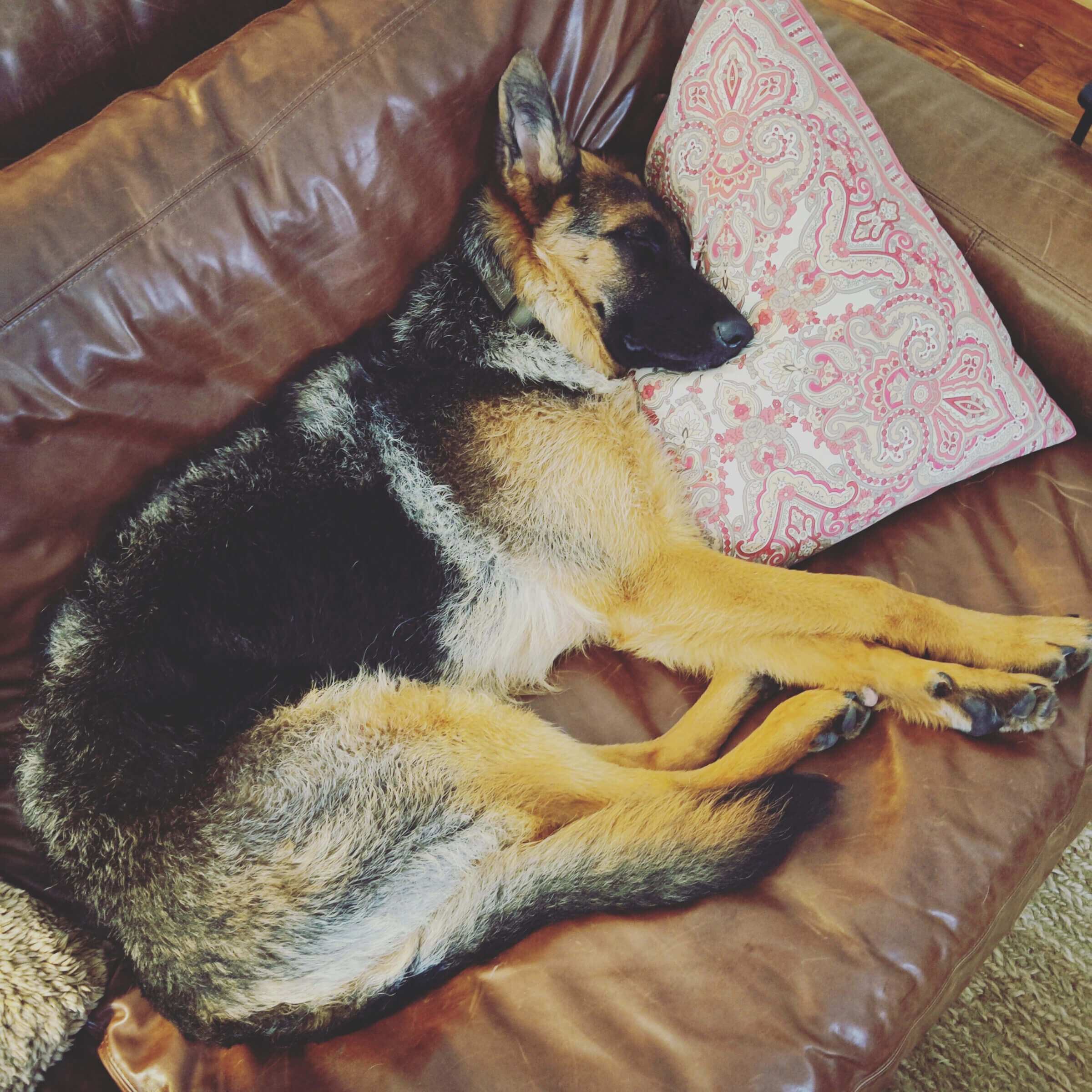 Our German Shepherd, Rib Eye.