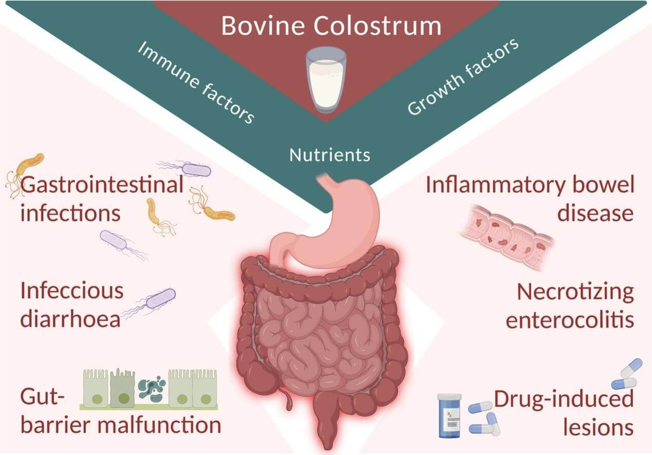 Benefits of bovine colostrum for the gut