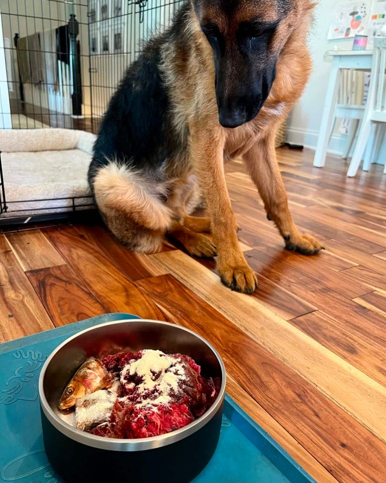 We supplement our German Shepherd's raw food diet with colostrum