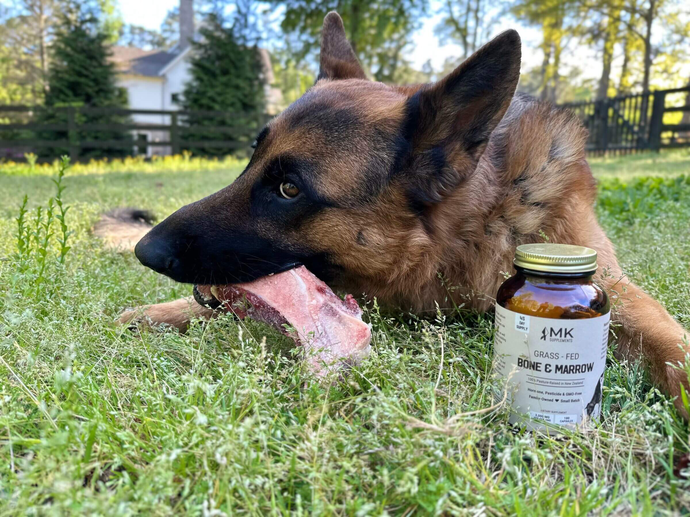 If you're not into eating whole bones (like our German Shepherd), supplements can be an excellent source of collagen to support your wellness goals.