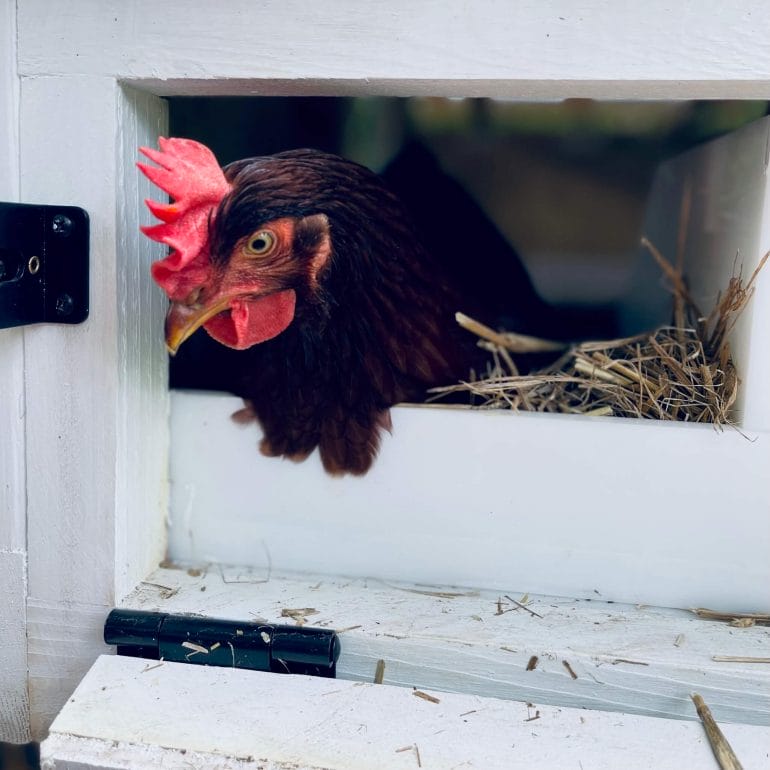 A Rhode Island Red hen.