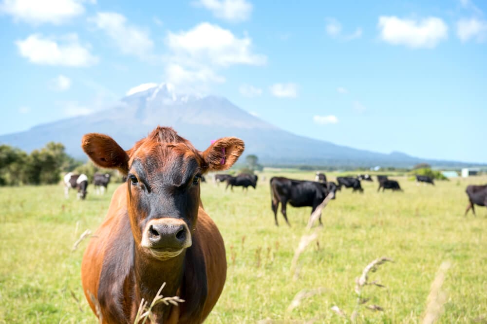 I prefer milk from grass-fed over grain-fed cows. (Image credit: Shutterstock)