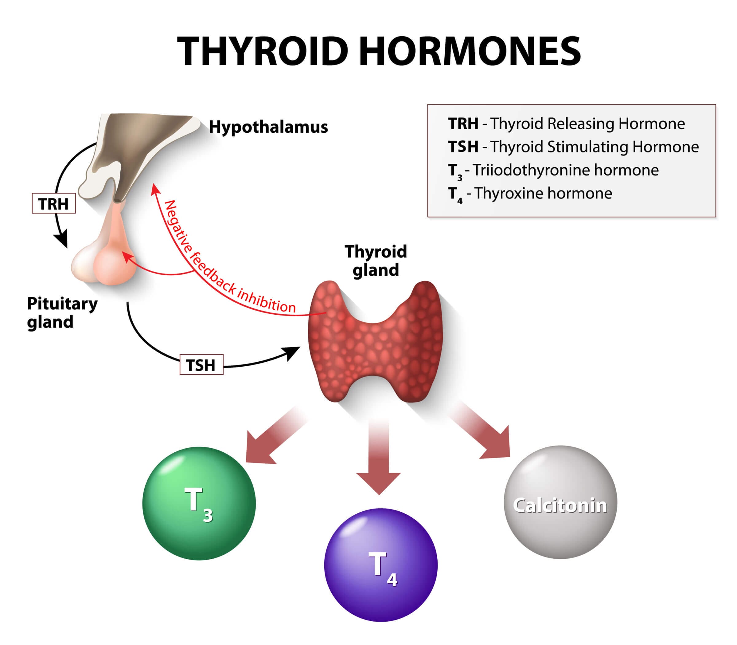 Low thyroid hormones can be caused by issues with your hypothalamus, pituitary gland or thyroid gland.