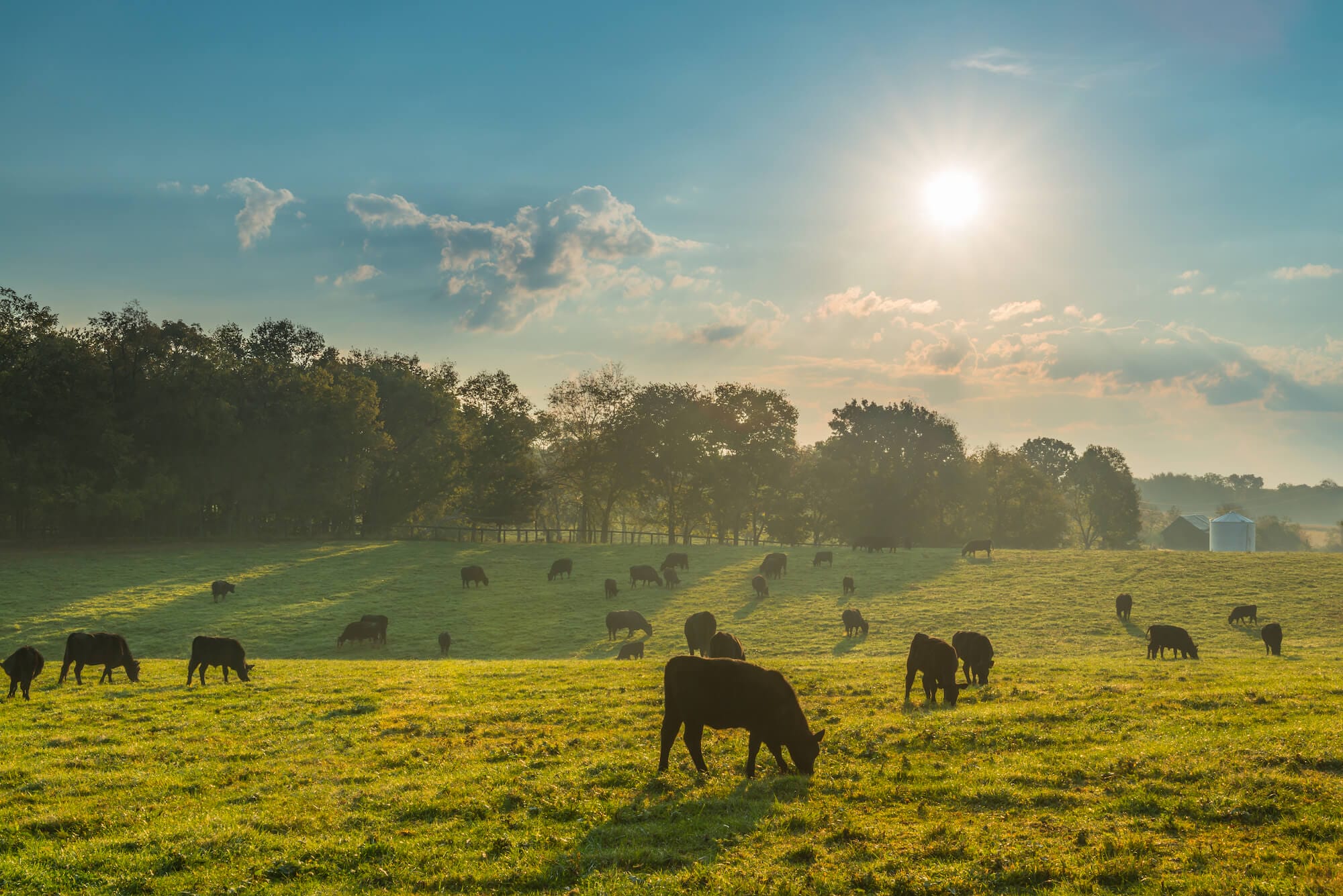 If your budget allows it, I recommend purchasing meat from 100% grass-fed cows.