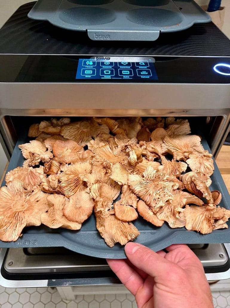 A tray full of ringless honey mushrooms we dehydrated.