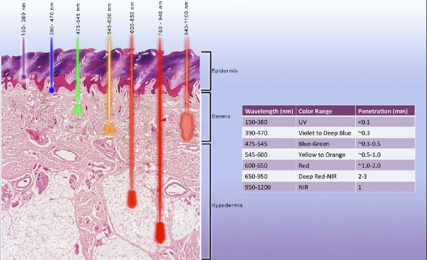 Depending on the wavelength, red and near infrared light can penetrate the skin up to three millimeters.