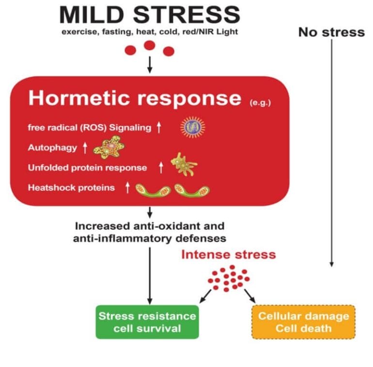 Mild stress induced by red and infrared light can make cells more resilient