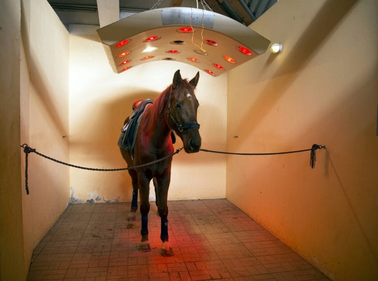 Did you know that there are red light devices to treat horses?
