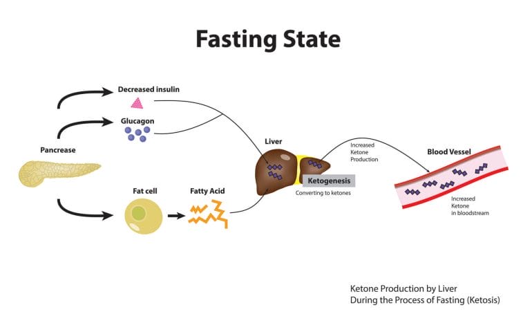 If you're metabolically flexible, liver will start making ketones in the absence of fuel from dietary sources.