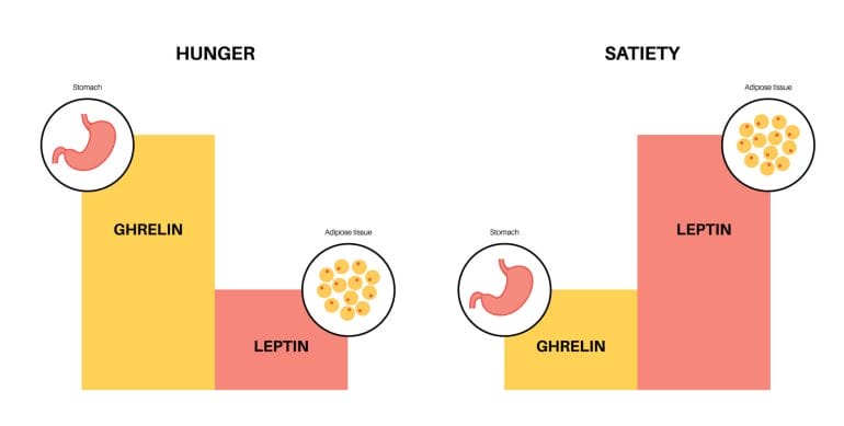 Leptin and ghrelin are important hormones that control hunger and appetite