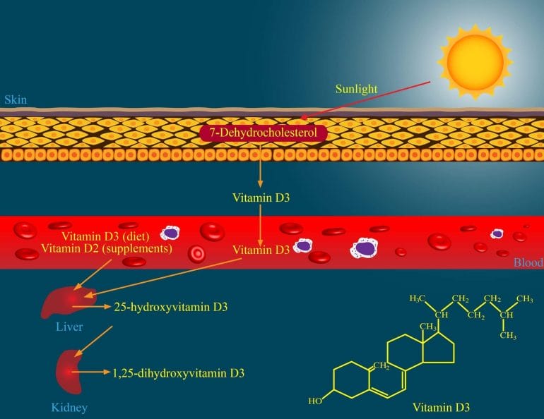 The skin plays a critical role (together with natural sunlight and cholesterol) in vitamin D production
