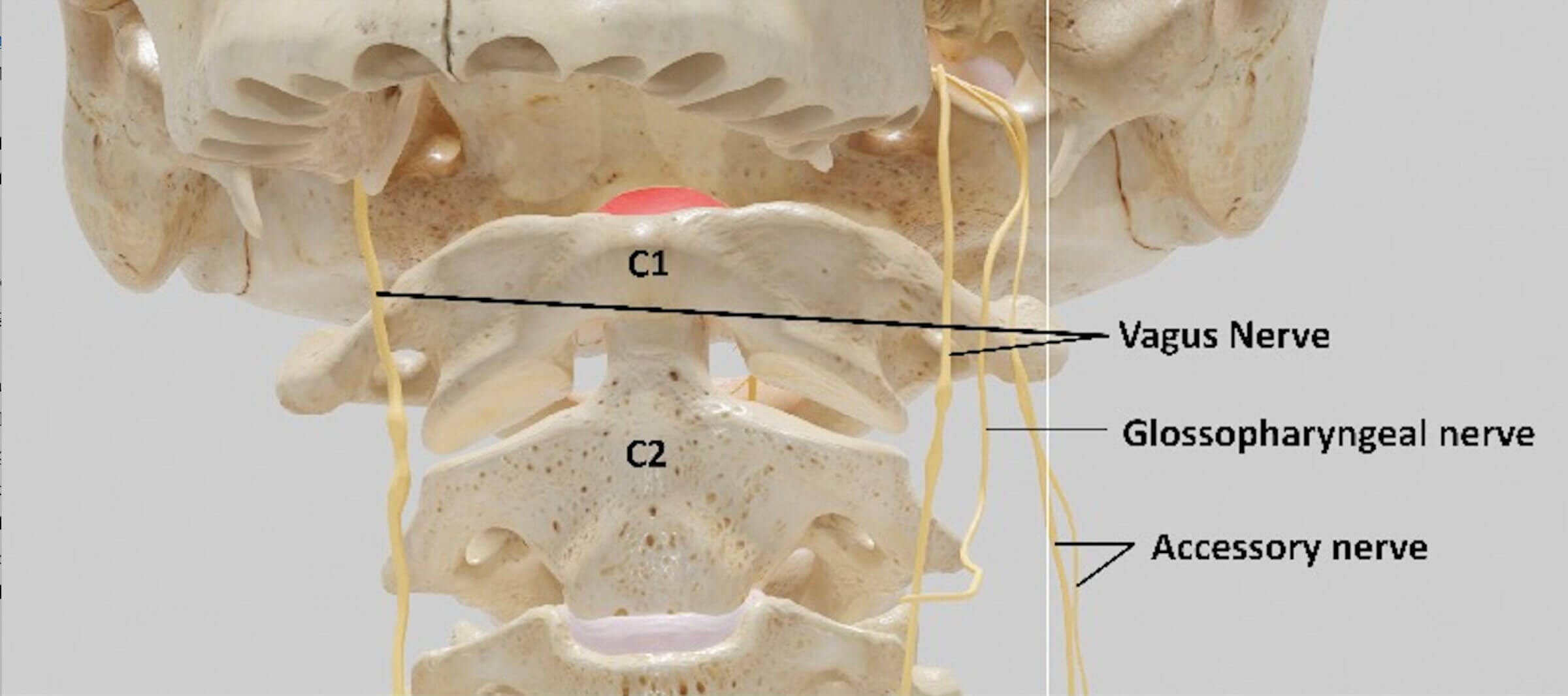 It's beneficial to expose the nerves running down the side of your neck to cold water.