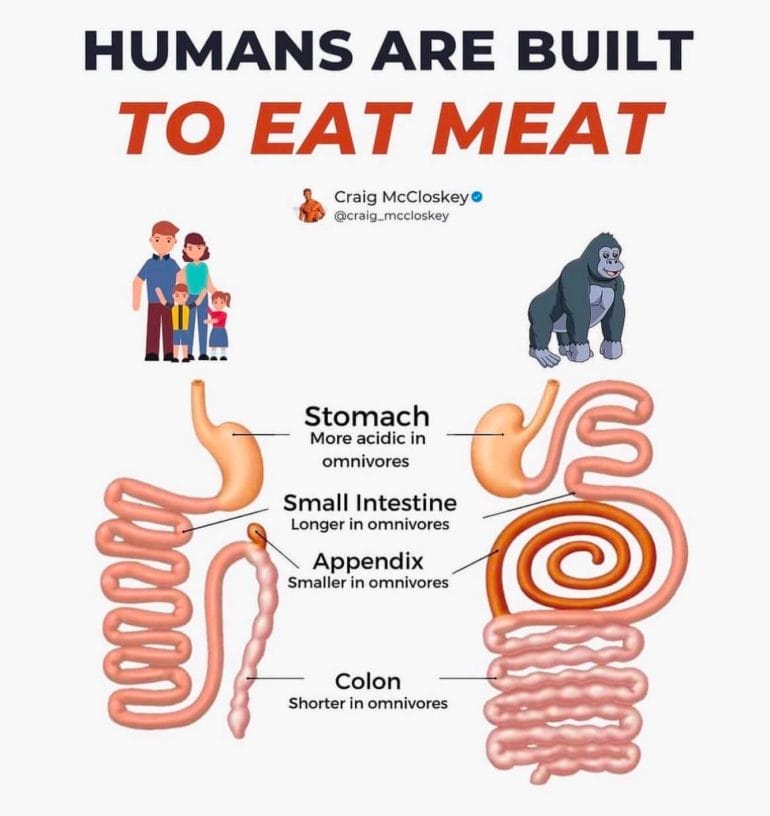 Humans are built to eat meat.