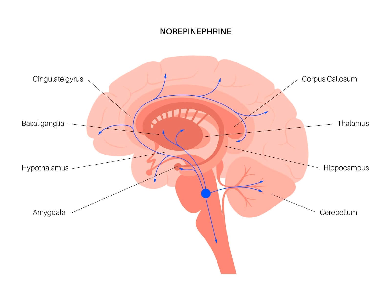 The norepinephrine pathway involves the conversion of the amino acid tyrosine to L-DOPA, which is then converted to dopamine and subsequently to norepinephrine, primarily in the locus coeruleus (marked by the blue dot) of the brain. It plays a crucial role in regulating alertness, attention, stress responses and energy levels.