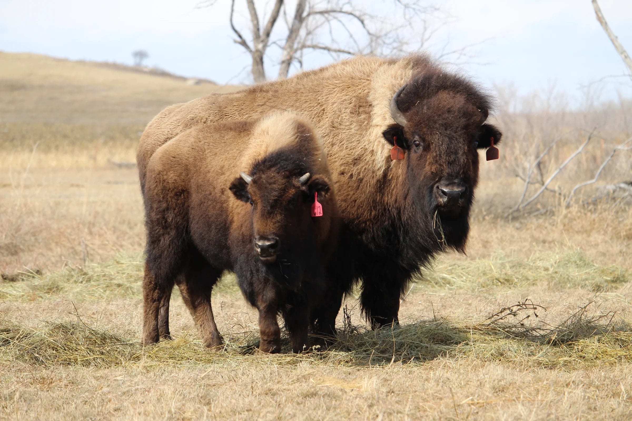 Bison cow and calf from the ranch we source organ meats from (Heartland Bison in North Dakota).