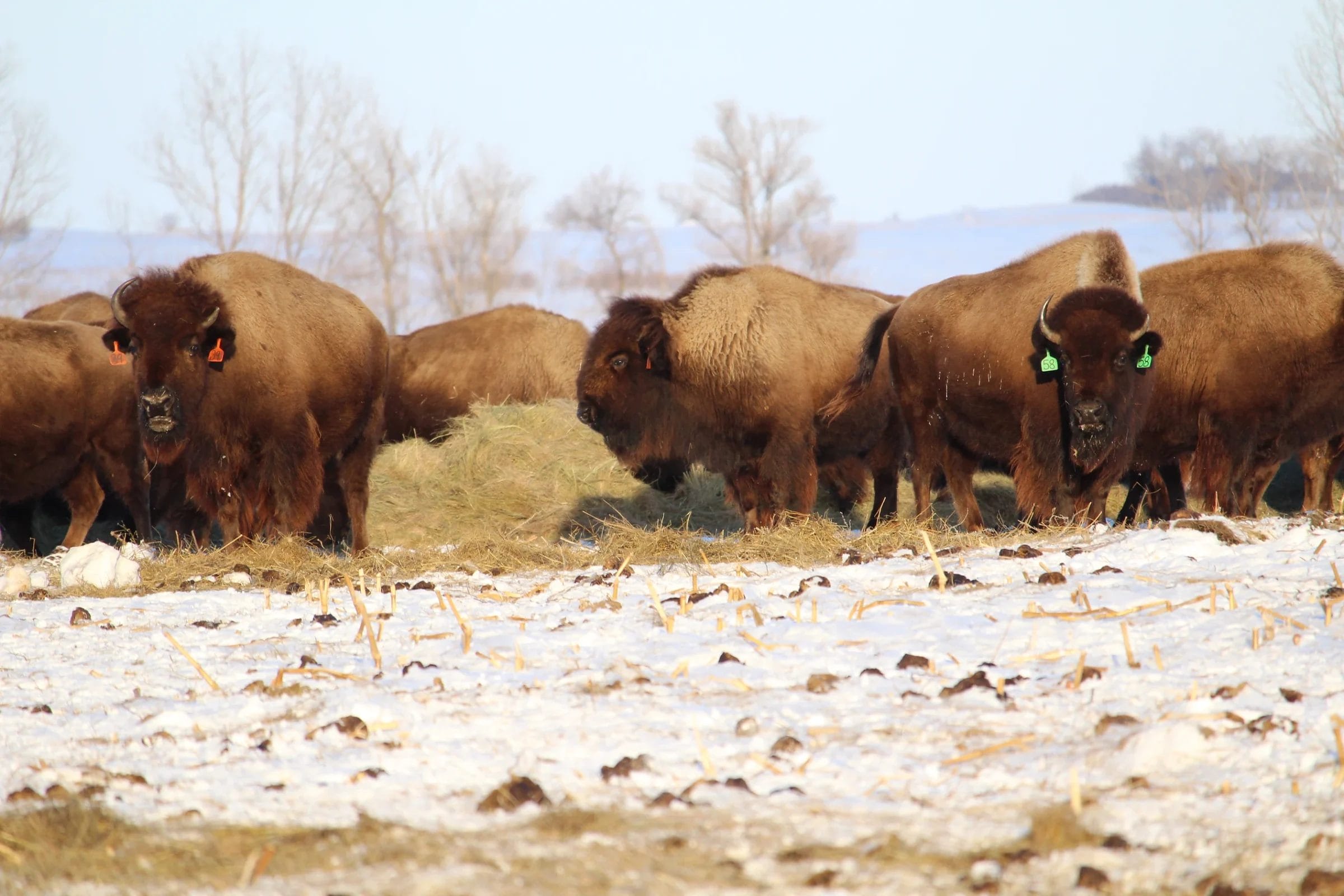 Even grain-finished bison enjoy a more natural environment than their grain-finished beef cousins (image credit: Heartland Bison)