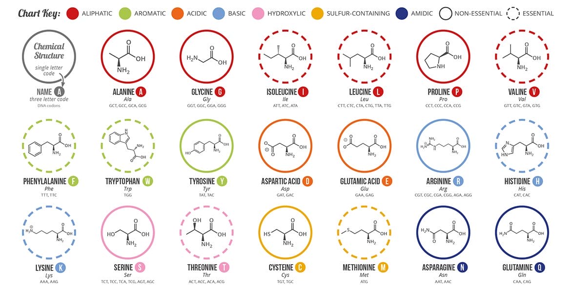 A graphic showing the standard Amino Acids